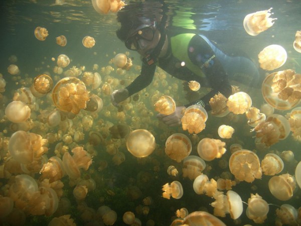 maratua_nunukan_nabucco_resort_jelly_lake
